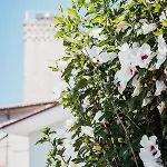La Rola Albaretto della Torre